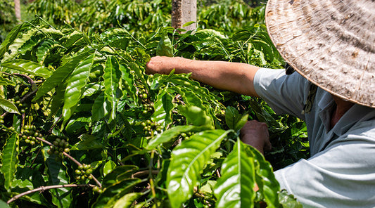 VietFive Robusta coffee farm in Vietnam